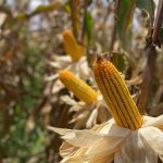 La bioestimulación ayuda a los agricultores en el manejo de una enfermedad transmitida por la chicharrita (Dalbulus maidis) en el cultivo de maíz