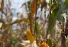 La bioestimulación ayuda a los agricultores en el manejo de una enfermedad transmitida por la chicharrita (Dalbulus maidis) en el cultivo de maíz