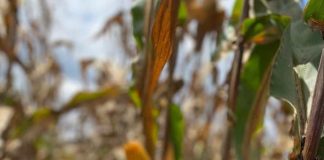 La bioestimulación ayuda a los agricultores en el manejo de una enfermedad transmitida por la chicharrita (Dalbulus maidis) en el cultivo de maíz