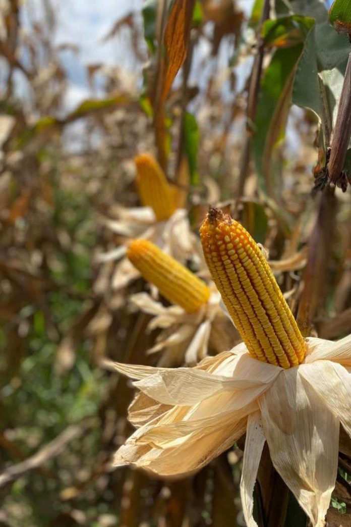 La bioestimulación ayuda a los agricultores en el manejo de una enfermedad transmitida por la chicharrita (Dalbulus maidis) en el cultivo de maíz