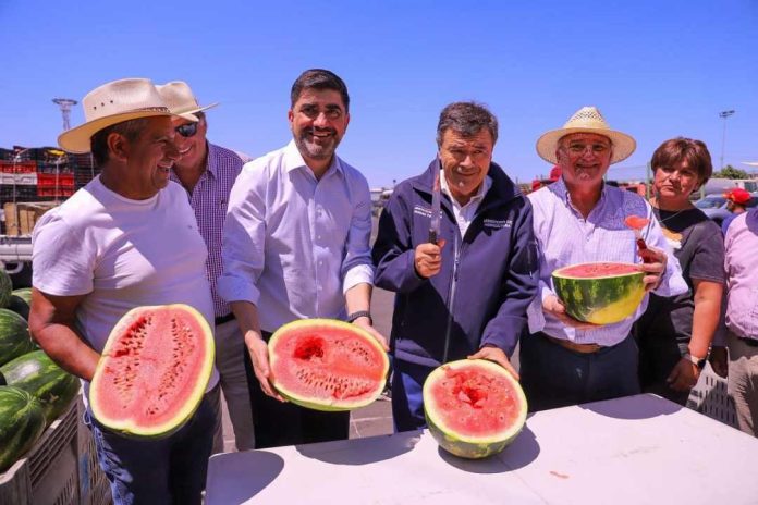 Ministro de Agricultura celebra el inicio de la temporada de la Sandía de Paine en Lo Valledor