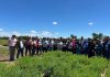 Nueva variedad de alfalfa revolucionará la ganadería del centro-sur de Chile 