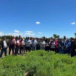 Nueva variedad de alfalfa revolucionará la ganadería del centro-sur de Chile 