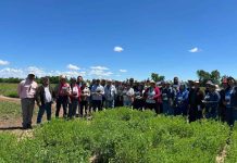 Nueva variedad de alfalfa revolucionará la ganadería del centro-sur de Chile 