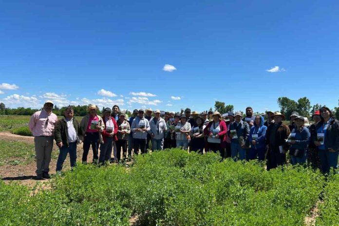 Nueva variedad de alfalfa revolucionará la ganadería del centro-sur de Chile 