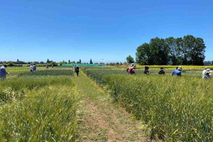 Productores de semillas conocen resultados de ensayos en estación de prueba de variedades de cereales del SAG