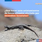 SAG Biobío entrega recomendaciones ante la presencia de ejemplares de fauna silvestre afectados por incendios fore