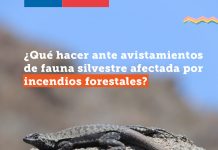 SAG Biobío entrega recomendaciones ante la presencia de ejemplares de fauna silvestre afectados por incendios fore