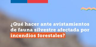 SAG Biobío entrega recomendaciones ante la presencia de ejemplares de fauna silvestre afectados por incendios fore