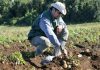 SAG Los Lagos recuerda a agricultores/as que se acerca plazo para registrar el cultivo de papa 