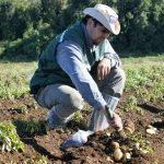 SAG Los Lagos recuerda a agricultores/as que se acerca plazo para registrar el cultivo de papa 