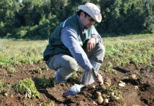 SAG Los Lagos recuerda a agricultores/as que se acerca plazo para registrar el cultivo de papa 