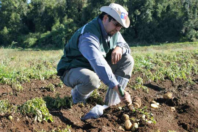 SAG Los Lagos recuerda a agricultores/as que se acerca plazo para registrar el cultivo de papa 