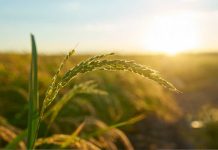 Se esperan temperaturas sobre los 35 grados Cómo proteger los cultivos frente a olas de calor que afectarán al país