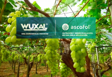 Wuxal y Ascofol, El regreso de dos soluciones premium y sus beneficios en el cultivo de la uva de mesa