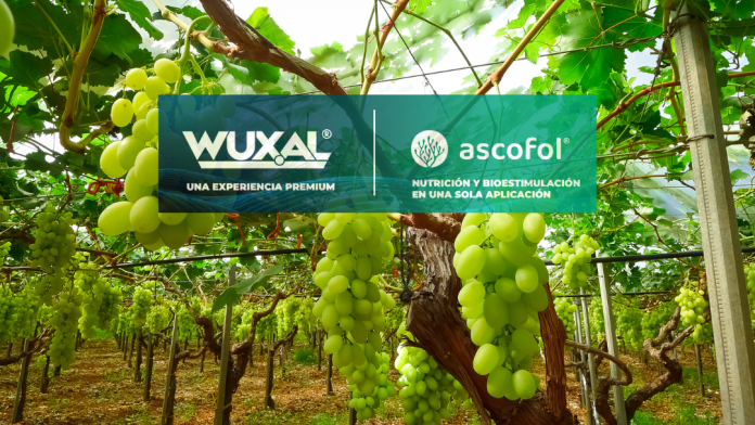 Wuxal y Ascofol, El regreso de dos soluciones premium y sus beneficios en el cultivo de la uva de mesa