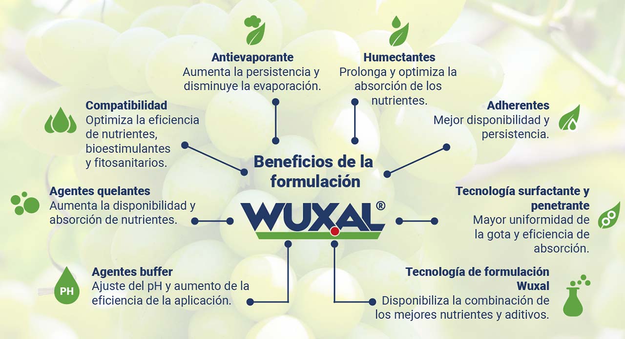 Wuxal y Ascofol, El regreso de dos soluciones premium y sus beneficios en el cultivo de la uva de mesa