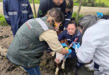 SAG Biobío realiza programa piloto de Casa Abierta en sus oficinas