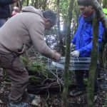 CONAF aplica método para controlar el visón en el Parque Nacional Huerquehue