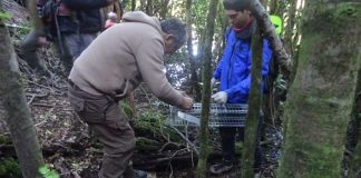 CONAF aplica método para controlar el visón en el Parque Nacional Huerquehue