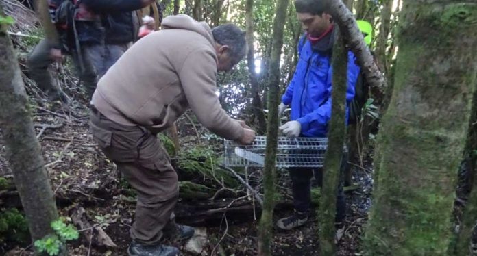 CONAF aplica método para controlar el visón en el Parque Nacional Huerquehue