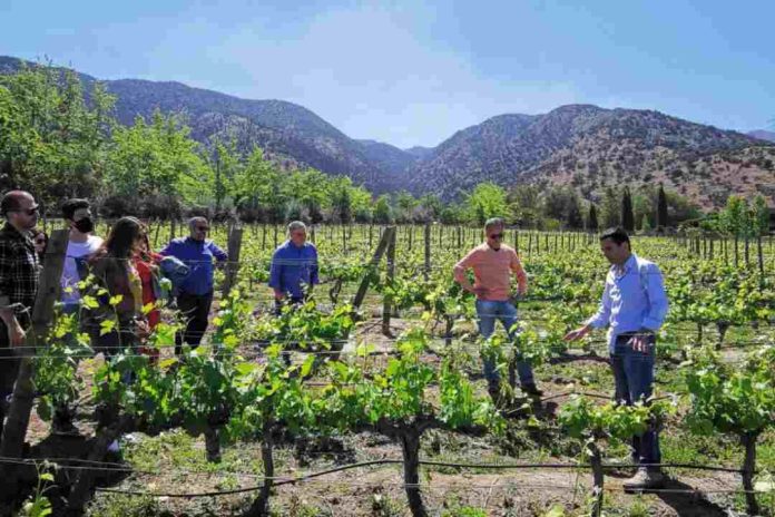 10 panoramas imperdibles en las viñas ganadoras de los premios Enoturismo Chile 2023