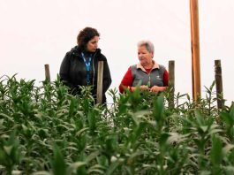 $19 mil millones destinó INDAP a la pequeña agricultura del Biobío en 2024 