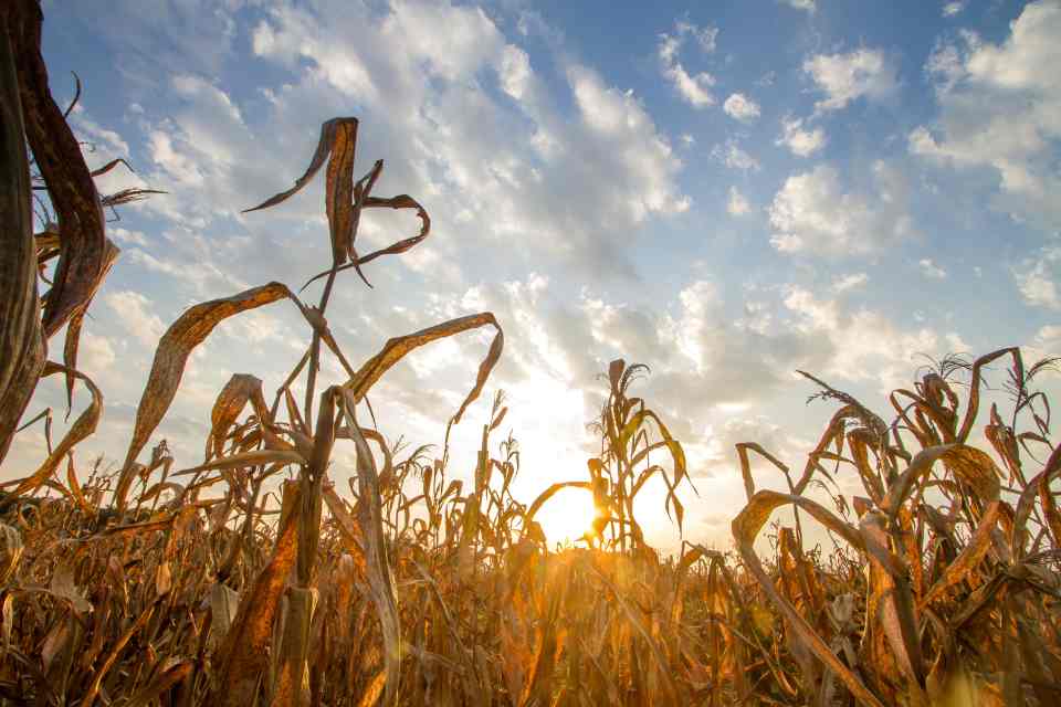 El impacto del cambio climático en la agricultura chilena