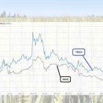 Boletín de Cereales N° 1 Enero 2025 | SNA