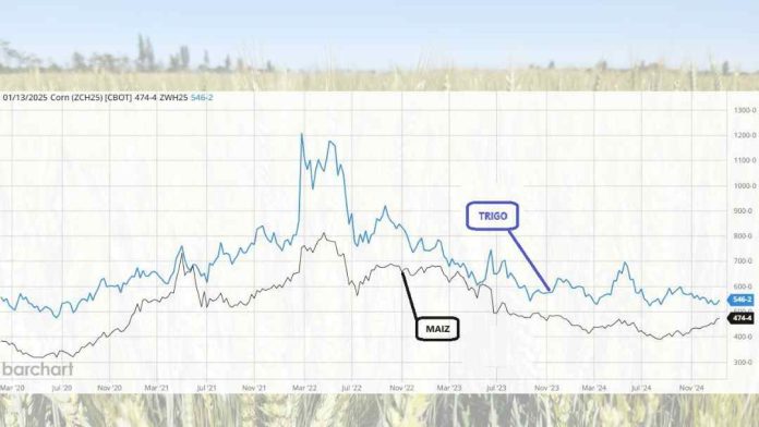 Boletín de Cereales N° 1 Enero 2025 | SNA