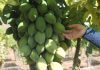 Buscan obtener Sello de Origen para la Papaya Serenense