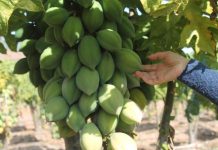 Buscan obtener Sello de Origen para la Papaya Serenense