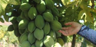 Buscan obtener Sello de Origen para la Papaya Serenense