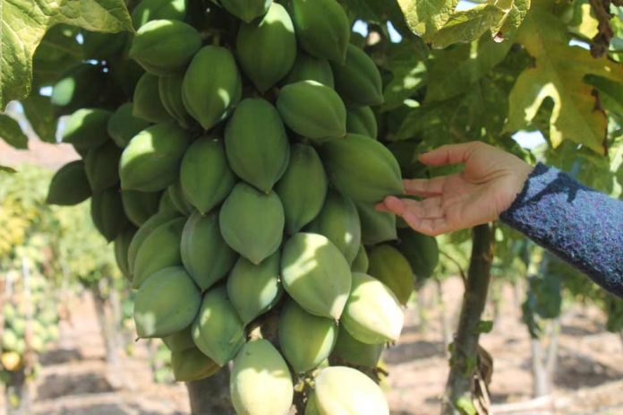 Buscan obtener Sello de Origen para la Papaya Serenense