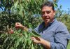 Cerezas en Chile Chico: investigación, producción y comercialización que da frutos