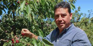 Cerezas en Chile Chico: investigación, producción y comercialización que da frutos