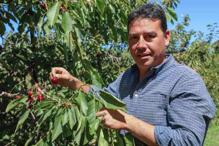 Cerezas en Chile Chico: investigación, producción y comercialización que da frutos