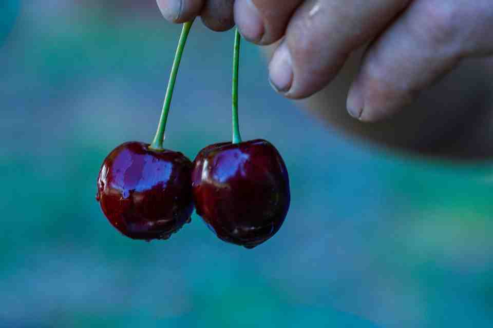 Cerezas en Chile Chico: investigación, producción y comercialización que da frutos