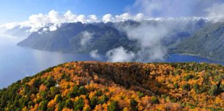 Chile presenta nueva línea base de emisiones de carbono forestal