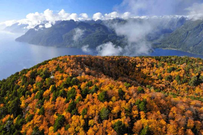 Chile presenta nueva línea base de emisiones de carbono forestal