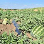 Colaboración entre INIA y CEAF busca entregar melones y sandías más dulces