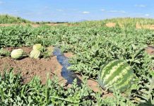 Colaboración entre INIA y CEAF busca entregar melones y sandías más dulces