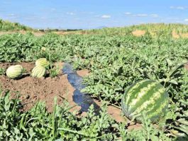 Colaboración entre INIA y CEAF busca entregar melones y sandías más dulces