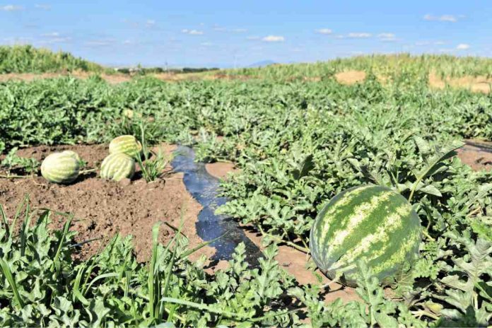 Colaboración entre INIA y CEAF busca entregar melones y sandías más dulces