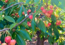 Cosecha temprana de cerezas La gran ventaja de los productores regionales frente a la actual caída de precios