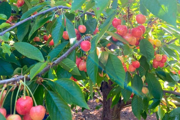 Cosecha temprana de cerezas La gran ventaja de los productores regionales frente a la actual caída de precios