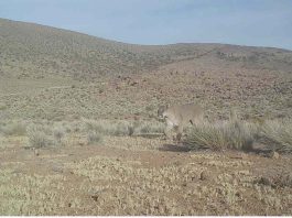 Desde pumas a mariposas: CONAF da a conocer las principales imágenes de fauna silvestre registradas en 2024