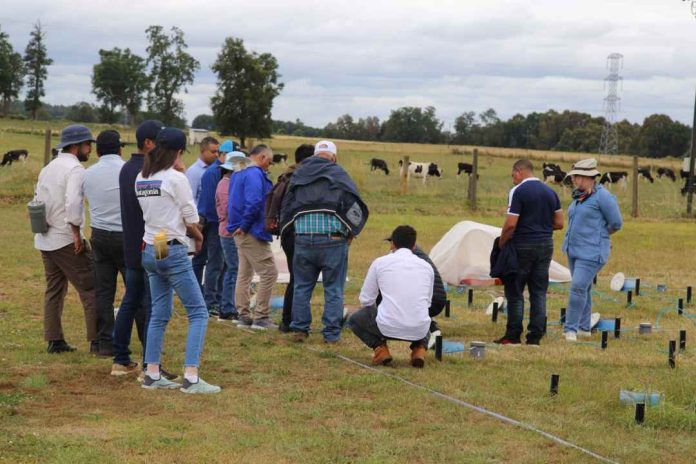 En Osorno realizan primer taller de un proyecto internacional para optimizar el uso de fertilizantes nitrogenados en la agricultura