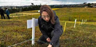 Expertos de INIA estudian uso de hongos en praderas de Chiloé para controlar daños del gusano blanco