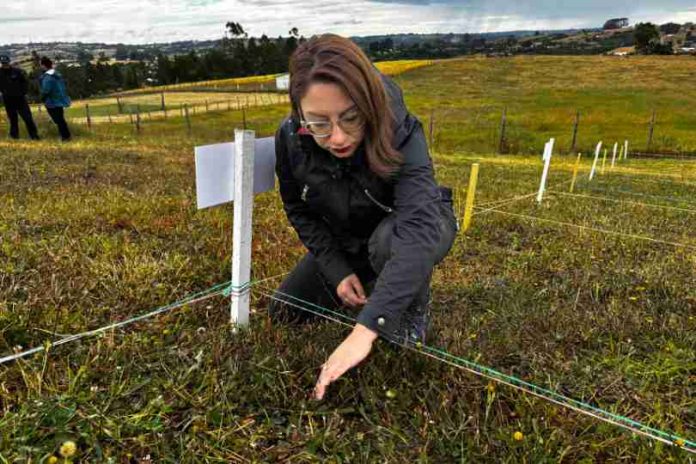 Expertos de INIA estudian uso de hongos en praderas de Chiloé para controlar daños del gusano blanco